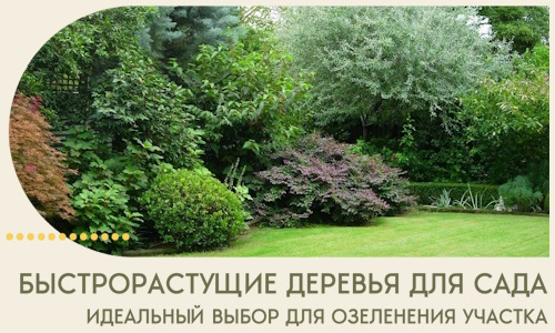 Быстрорастущие деревья для сада идеальный выбор в Копейске