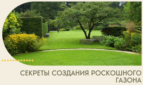 Секреты создания роскошного газона в Копейске