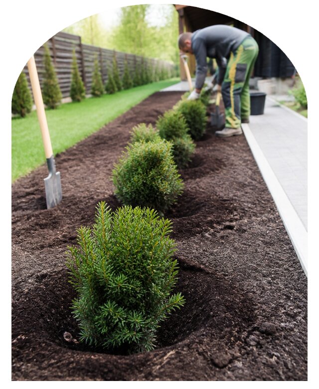 Посадка кустарников в Копейске по цене от 2566 р. | Метпроект-Кпс